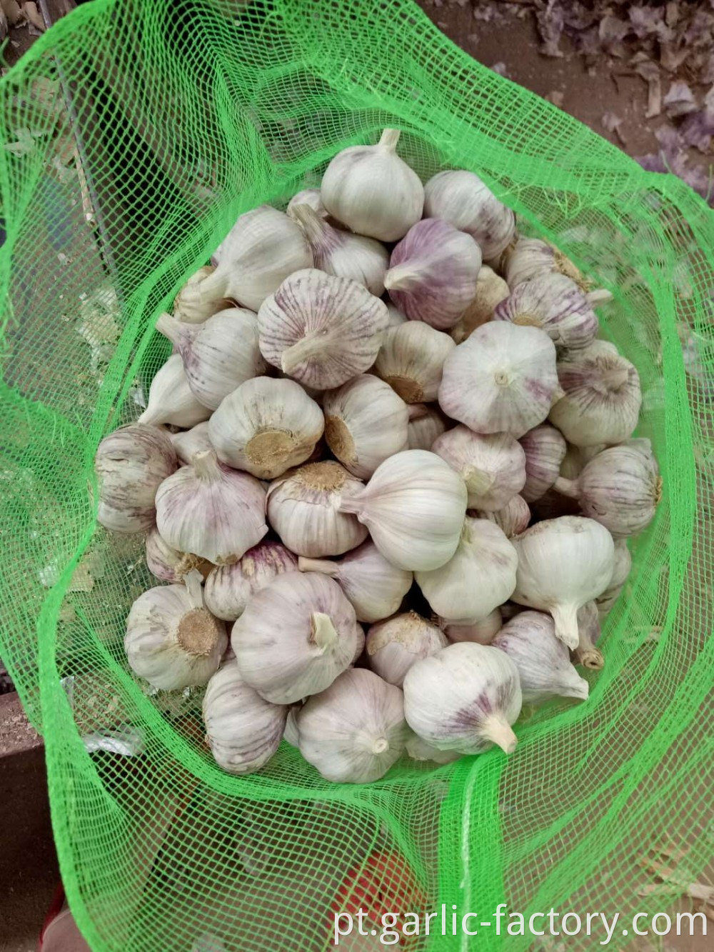 The cheapest and The smallest of garlic